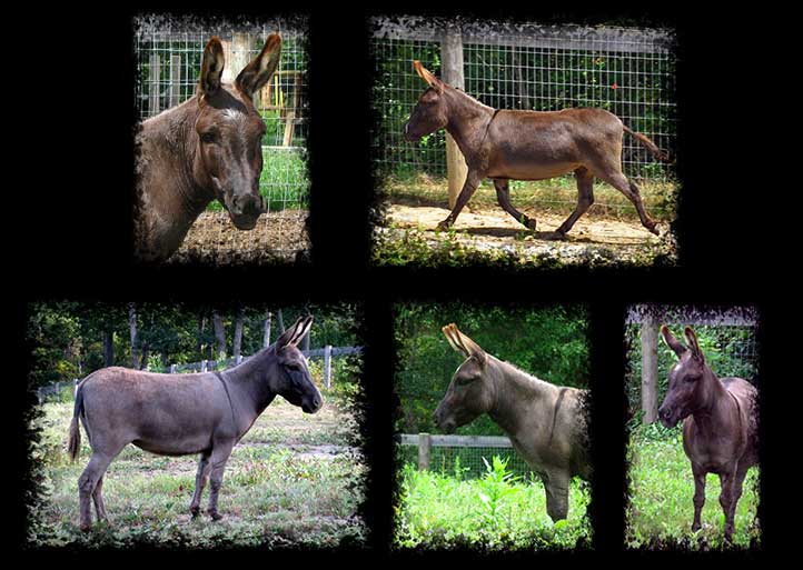 Critter Haven Farm Miniature Donkeys